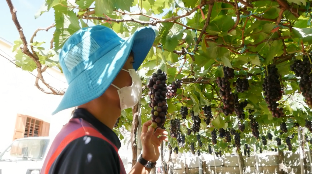 Trái Nho đặc sản tỉnh Ninh Thuận